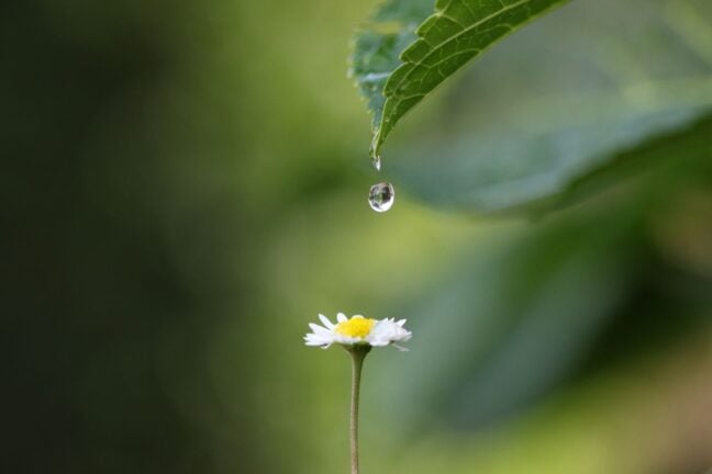 A drop of water about to fall on to a daisy.